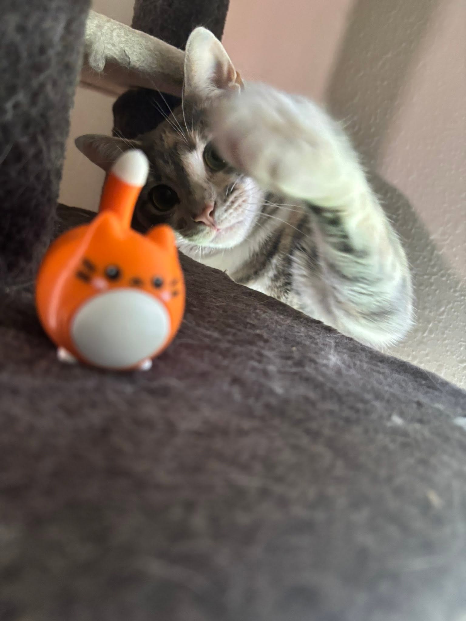 Kitty Clickers