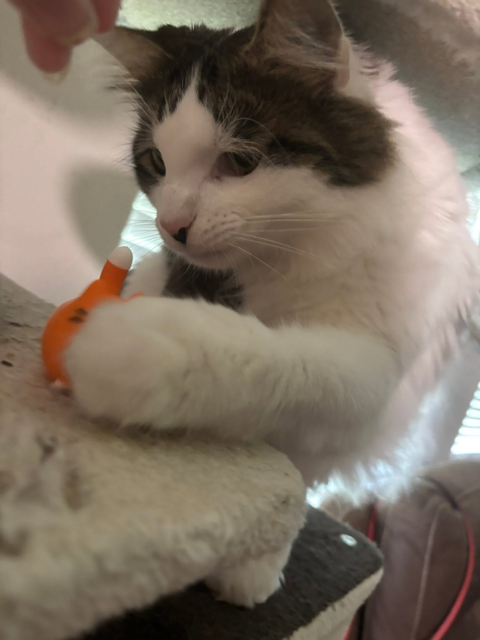 Kitty Clickers